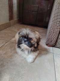 Shih-Tzu tricolor