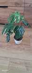 Monstera Thai Constellation