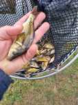 Karp narybek i kroczek od 10-50cm