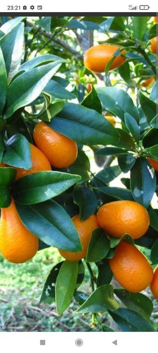 Цитруси привиті: лимон, лайм, кумкват