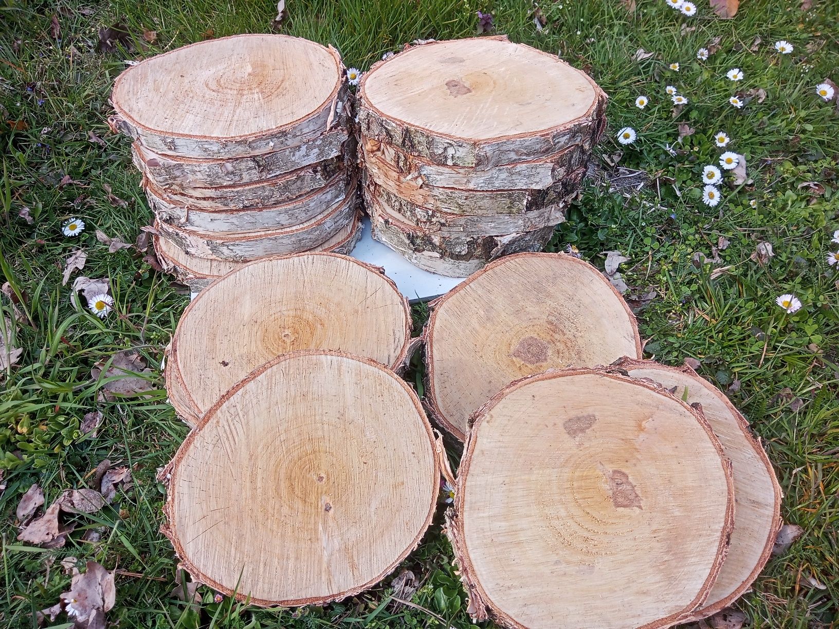 PLASTRY DREWNA Brzoza Sosna 20 SZTUK 20-25cm Krążki Podstawki