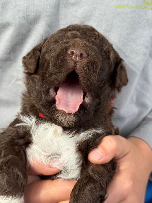 Lagotto Romagnolo ZKwP/FCI - piękny pies