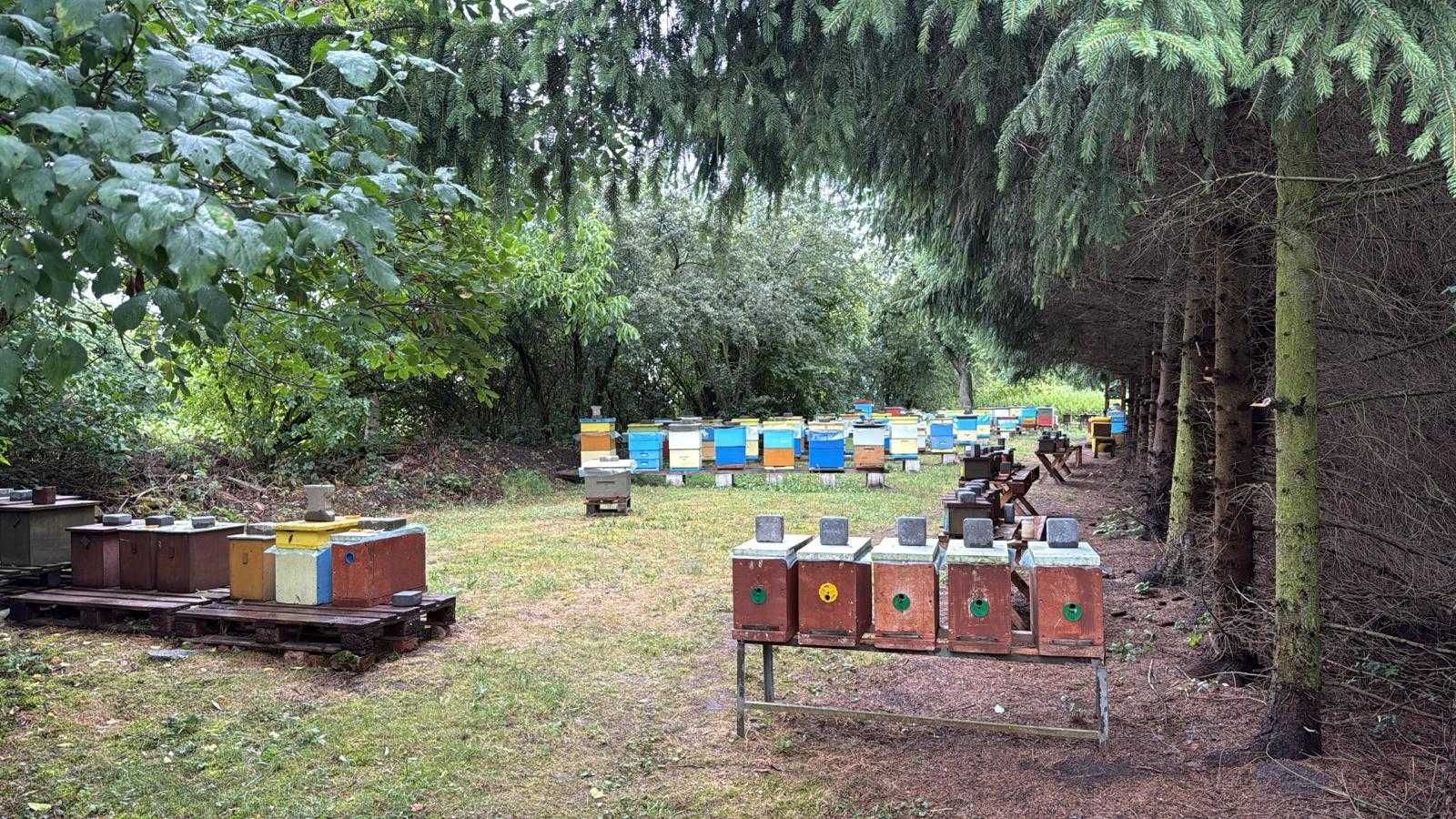 Pszczoły Matki pszczele Buckfast unasienniona
