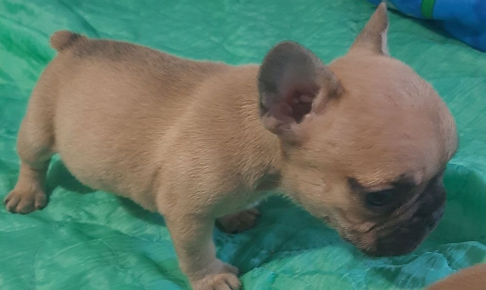 Цуценята  французского  бульдога