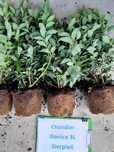 Borówka amerykańska Chandler CAC 3 letnia donica 3 litry PREMIUM