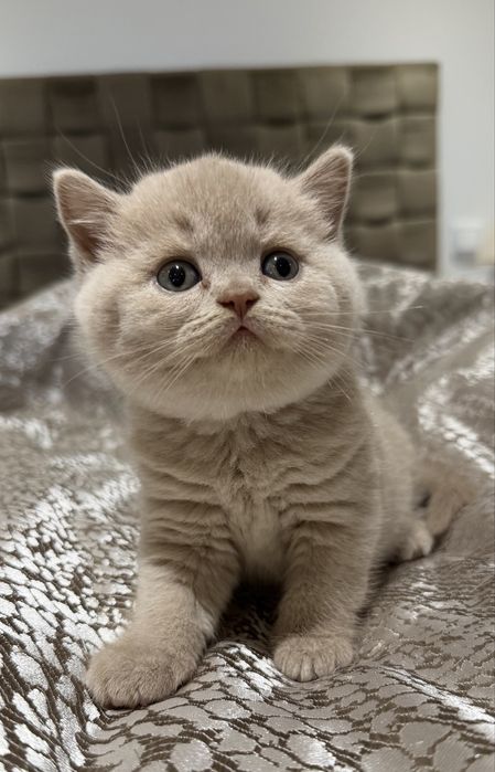 Fêmea British Shorthair  com LOP