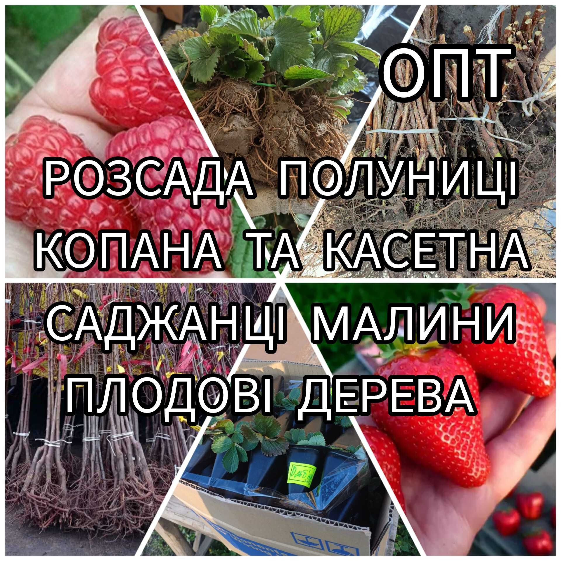 Опт Розсада Полуниці Саджанці Малина Плодові дерева Саженцы Клубники