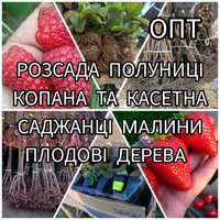 Опт Розсада Полуниці Саджанці Малина Плодові дерева Саженцы Клубники