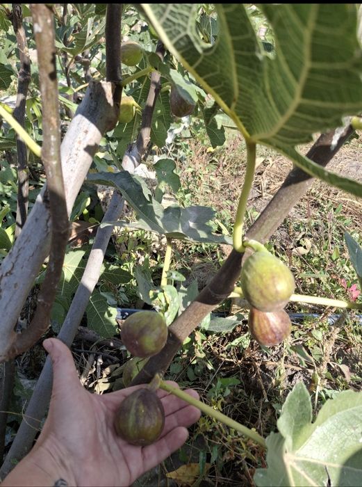 Продам саджанці інжиру і граната