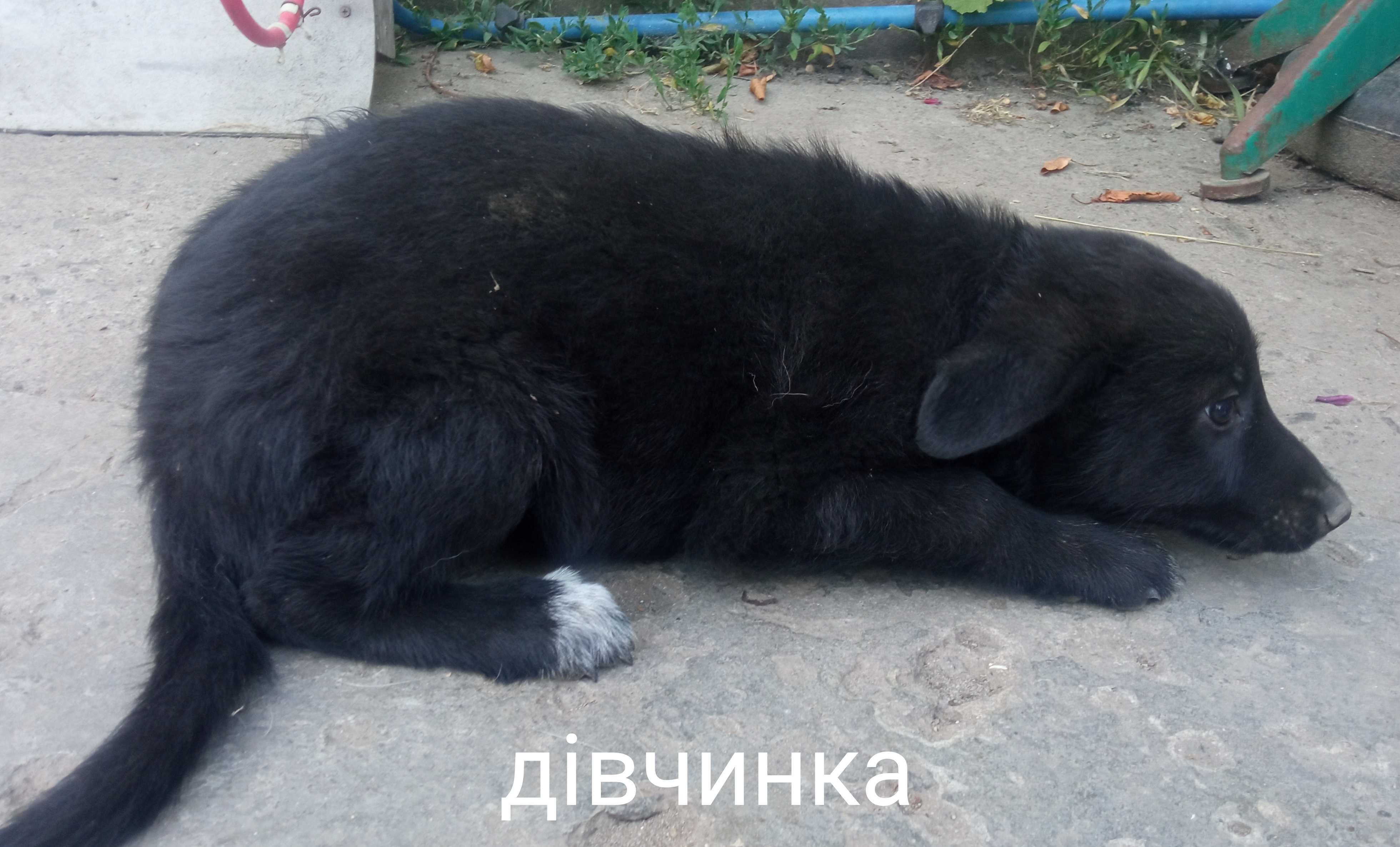 Безкоштовно віддамо цуценят в добрі руки