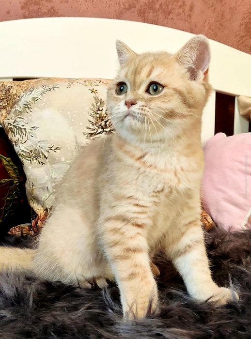 Шотландський котусик