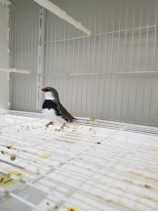 Passarinhos Mandarins Gigantes e exóticos