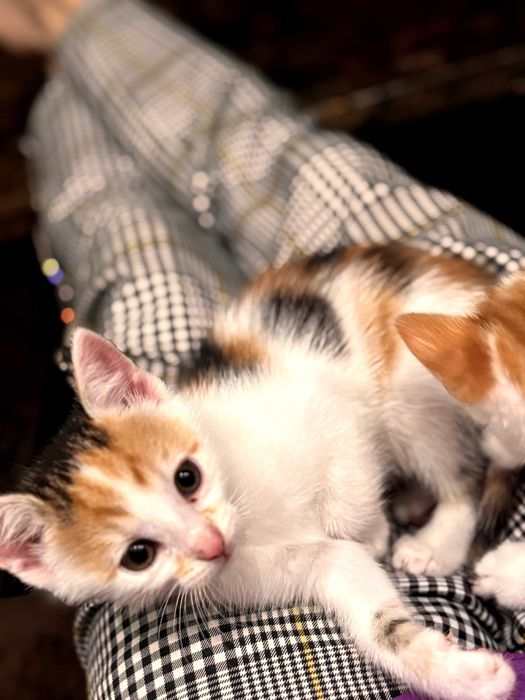 Małe kocięta szukają domów!