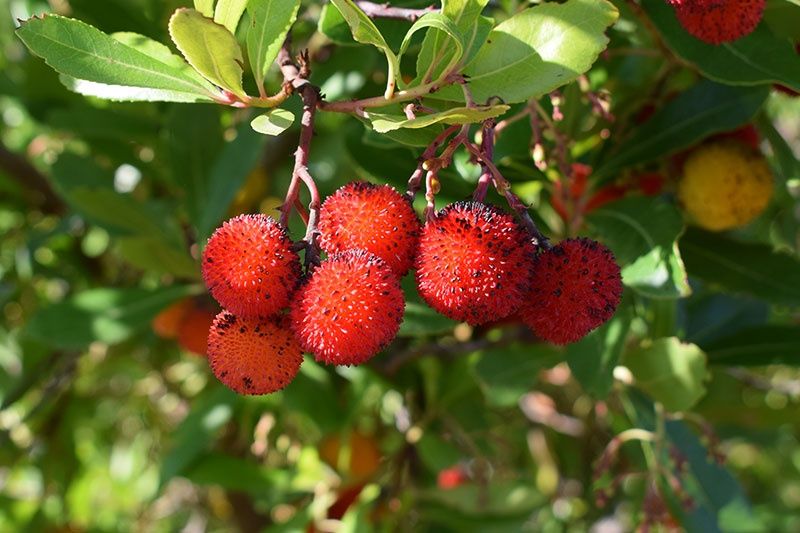 Medronheiro "Arbutus unedo"