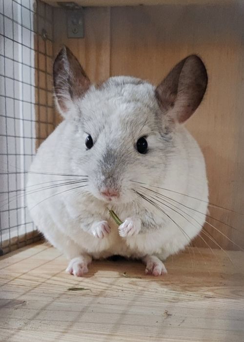 2 szynszyle . Samiczki