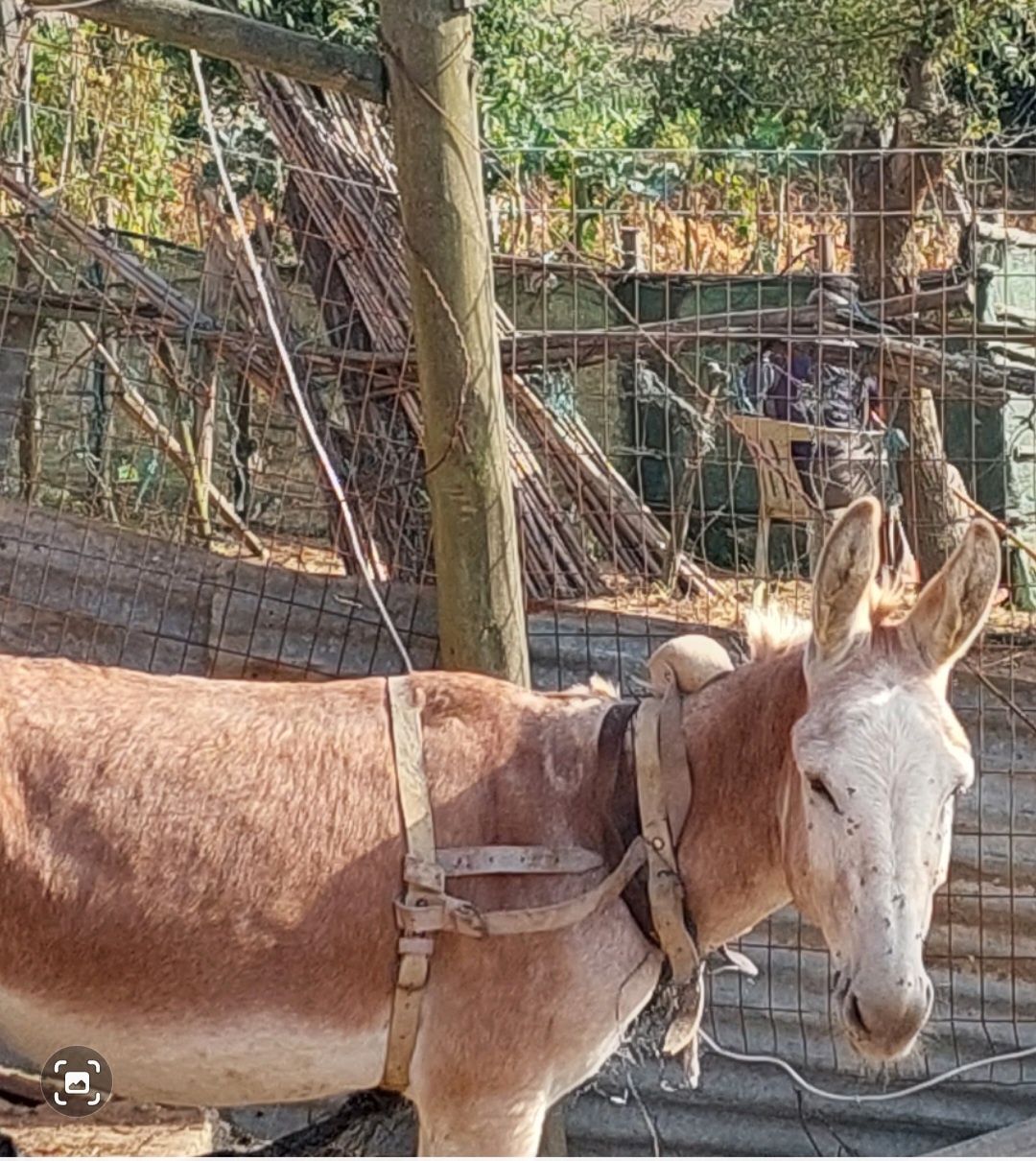 Burro macho 5 snos com chip