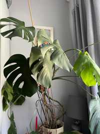 Duża monstera deliciosa