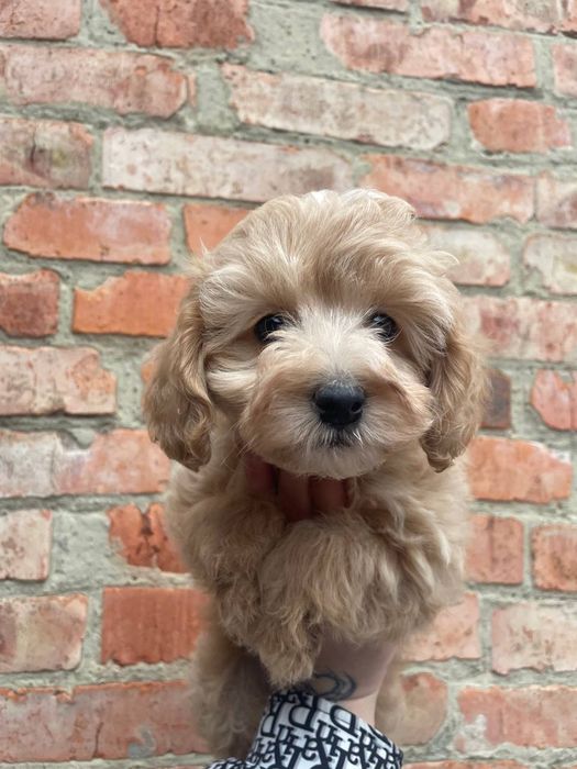 Карликовая девочка пудель щенки