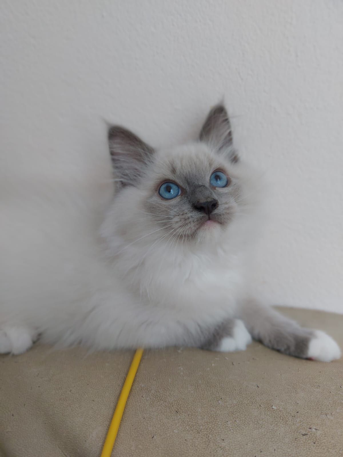 Ragdoll Kocurek gotowy do odbioru