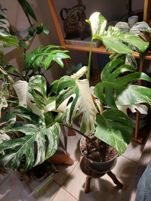 Монстера Альба варієгатна Мonstera Albo