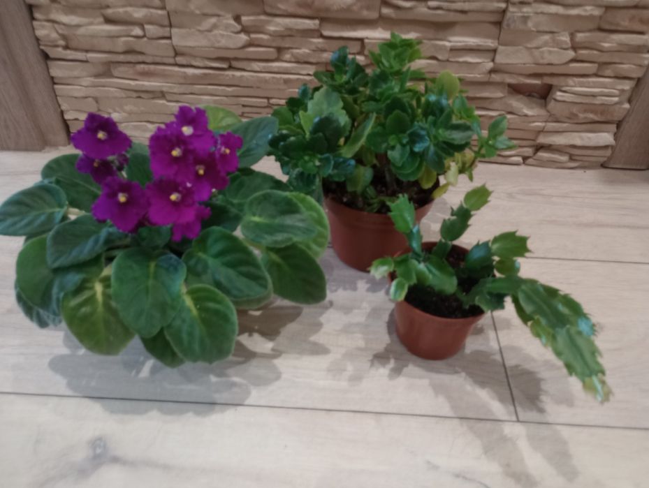 Fiołek afrykański + kalanchoe + grudnik czerwony, biały