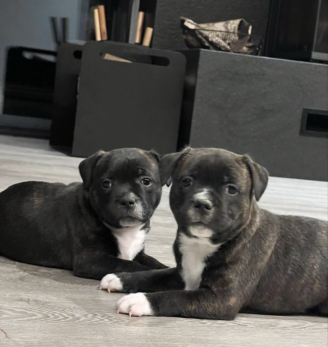 Staffik - Staffordshire Bull Terrier szczenię