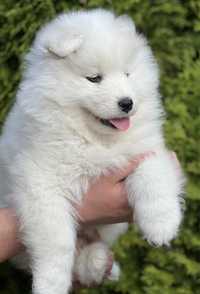 Suczka samoyed puchata