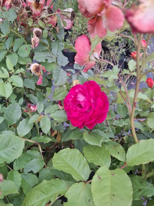 Hortensja różne odmiany