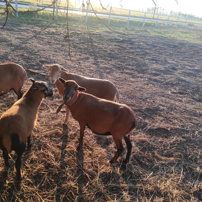 Owca kameruńska zakocona