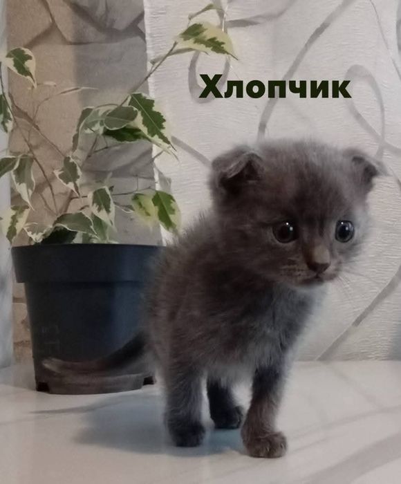 Кошенята в добрі руки
