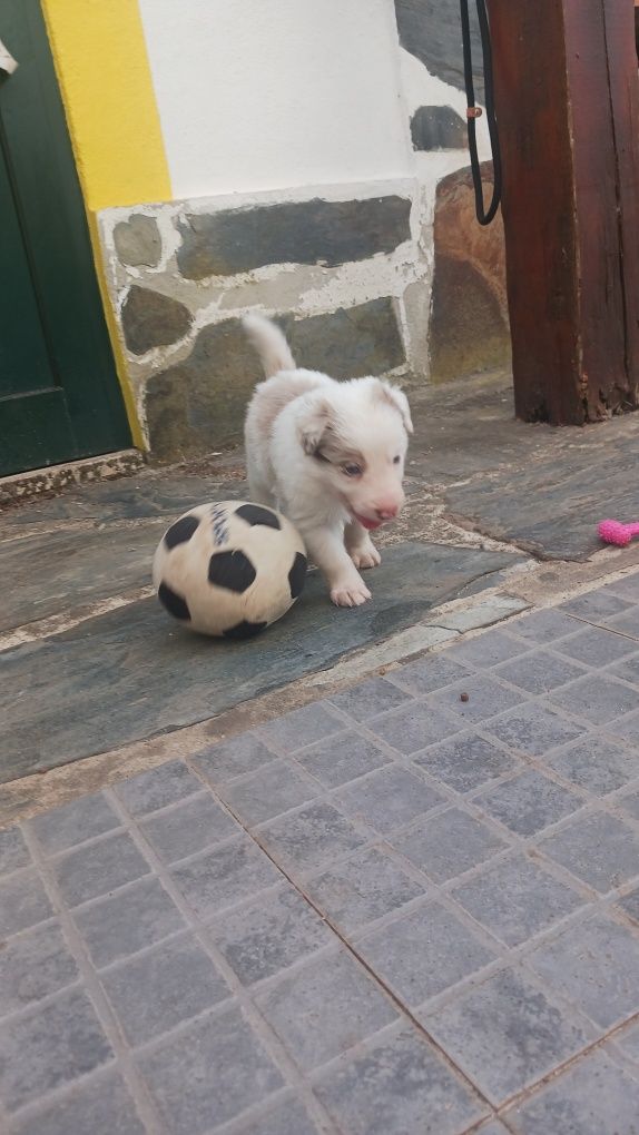 Border Collie com Pedigree