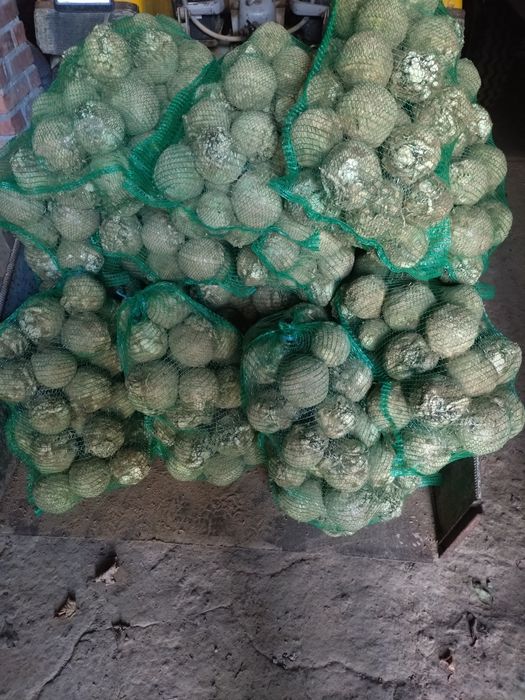 Sprzedam seler selery