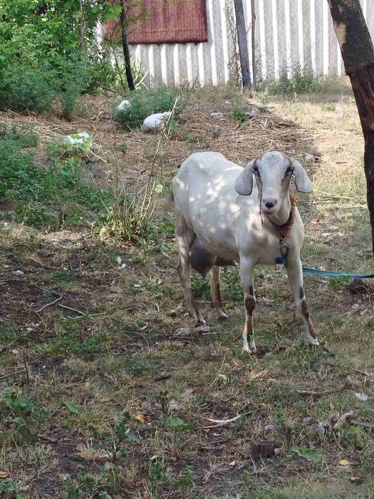 Продам дійних кіз.