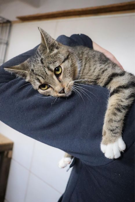 Debi urocza dziewczynka szuka domu