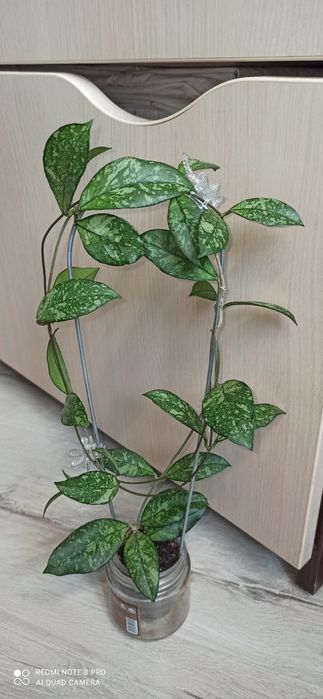 Хойя карниза, finlaysonii EPC 317, Mathilde, ETS 10, dennisii frida