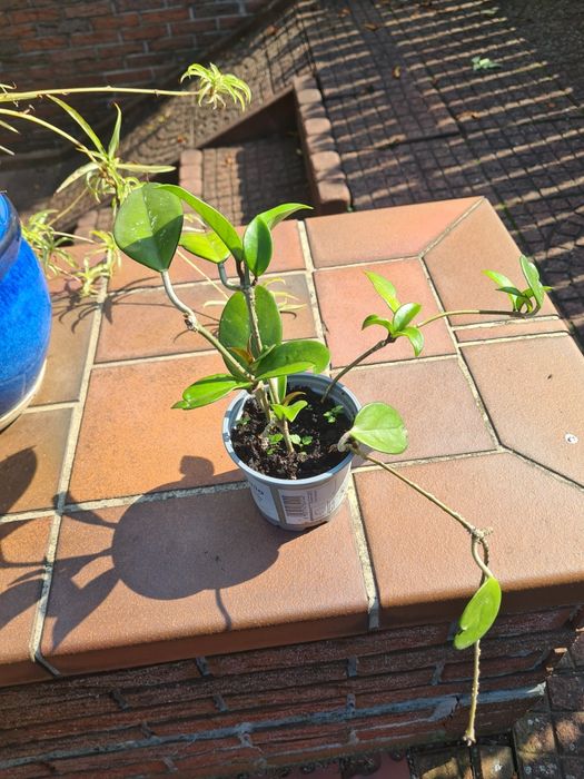 Hoja, hoya tzw. Woskownica