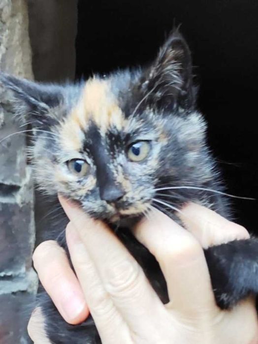 Oddam kotki w dobre ręce.