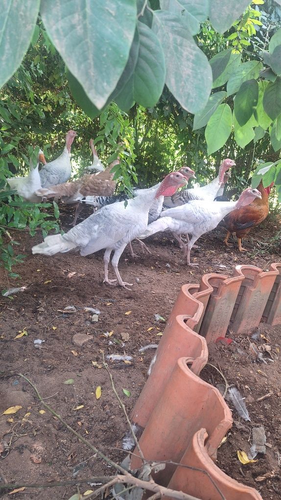 Perus e galos caseiros