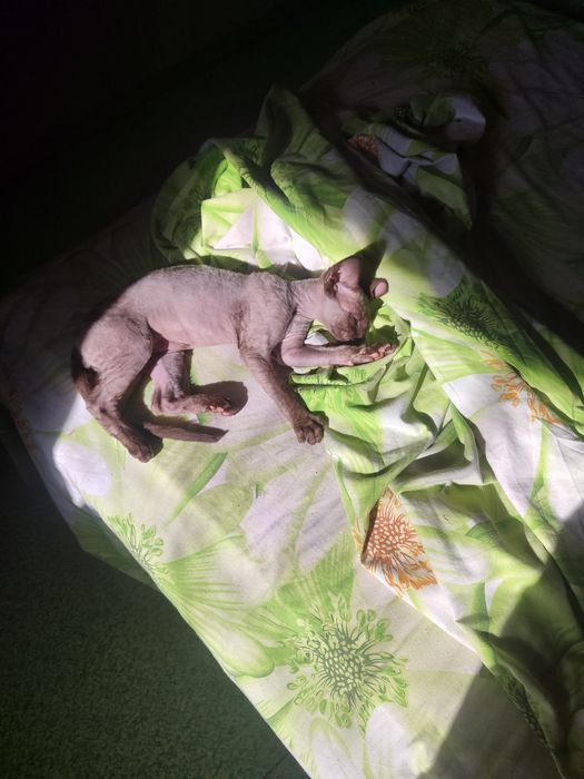 Дівчинка девон рекс