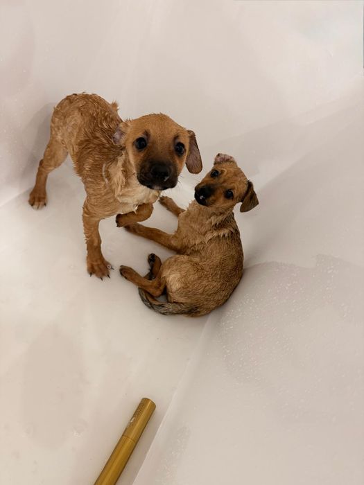 BUŁKA - 3.5 miesięczna sunia do adopcji