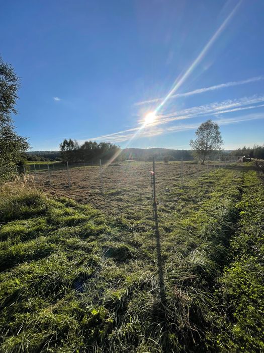 Usługi ogrodnicze BEE.GARDEN