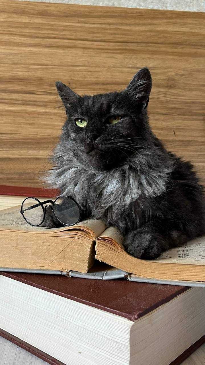 Кот Туман ищет дом