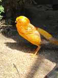 Bażanty bananowe