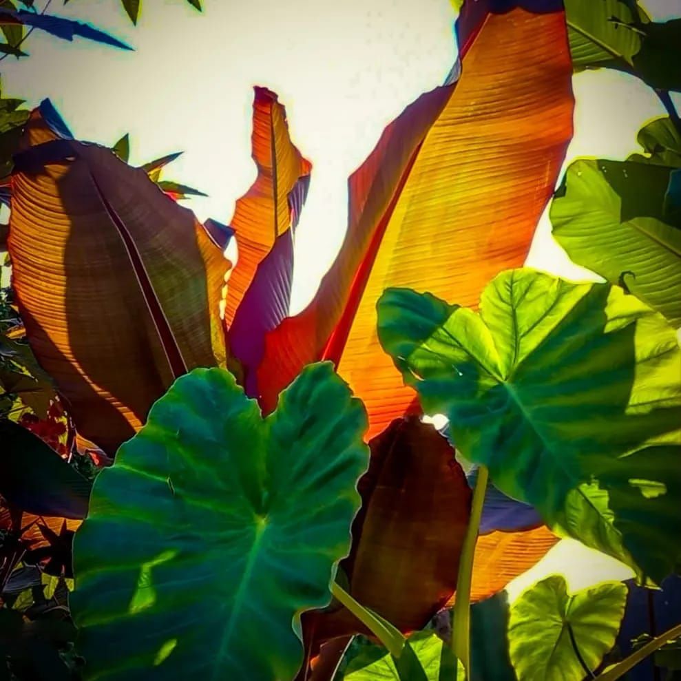 Sadzonka Colocasia Esculenta Kolokazja olbrzymia Uszy słonia