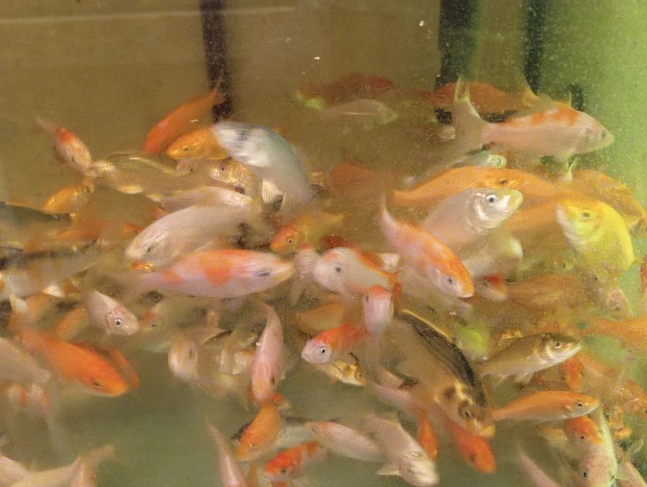 Karp koi narybek