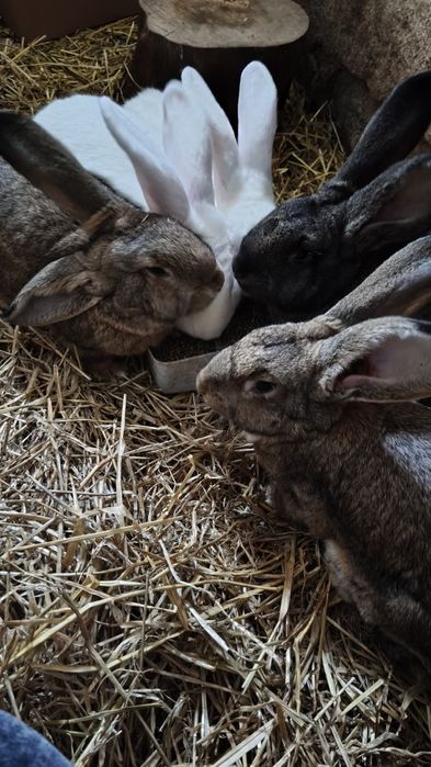 Króliki samce  z czerwca 2025