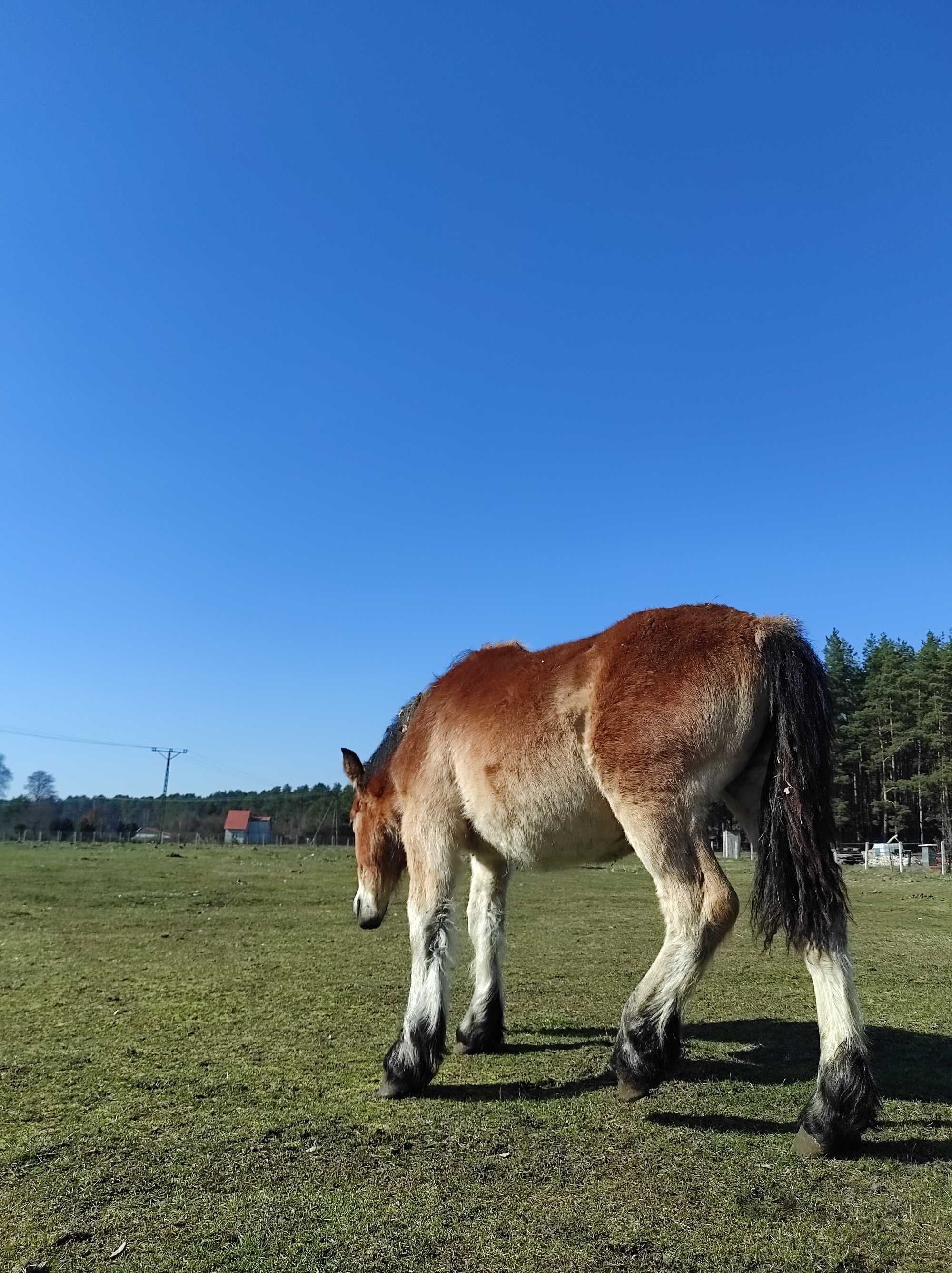 Sprzedam źrebaka zimnokrwistego