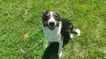 Destiny Border Collie ZKwP FCI