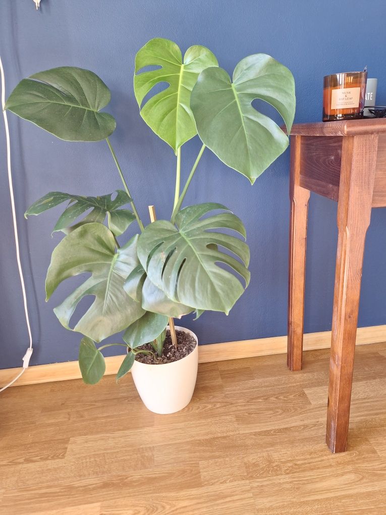 Kwiat monstera 80 cm