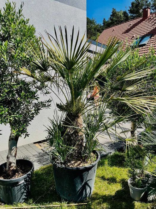 Palma karłatka - palma do ogrodu, na taras, do domu lub biura